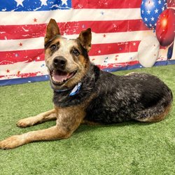 Annie's Ruff House - Patriotic puppies !