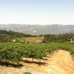 Merlot vineyard Merlot vineyard