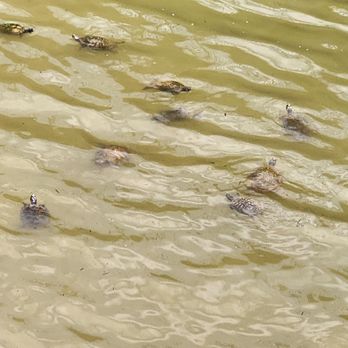 The Brazos Landing - Turtles - Seafood Near Me - Waco, Texas The Brazos Landing - Turtles - Seafood Near Me - Waco, Texas