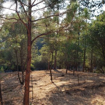 Jose's Tree Service - Brush & tree clearing - Tree Services Near Me - Placerville, California