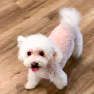 dog beauty salon near me