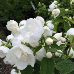 Green Glen Nursery