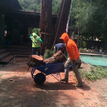 Pacheco Landscape & Pool Construction - Chris' crew taking down the redwood tree - Pool & Hot Tub Service Near Me - Clayton, California