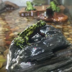 Kaija's Garden and Pet - Amphibians and reptiles available at Kaija's Garden and Pet. Special orders are always welcome.