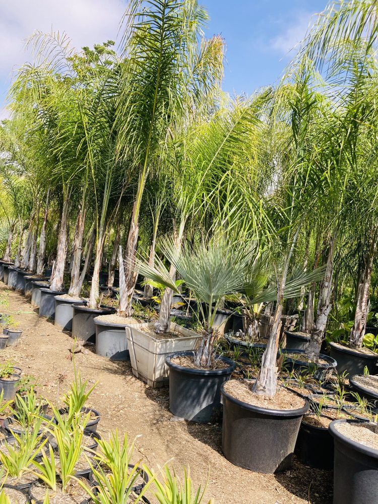JURUPA NURSERY Updated September 2024 43 Photos 32415 Yucaipa