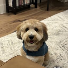Dog Dog