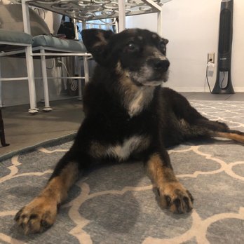 All Paws - Charlie. - Pet Groomers Near Me - Albuquerque, New Mexico