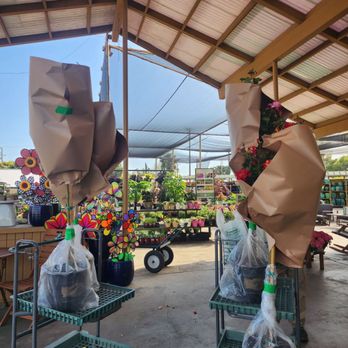 Armstrong Garden Centers - This is how my trees look, so well protected! Thanks Kevin and Jesus! - Nurseries & Gardening Near Me - Long Beach, California