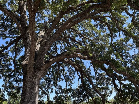 Maidu Museum & Historic Site by null