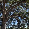 Maidu Museum & Historic Site gift card