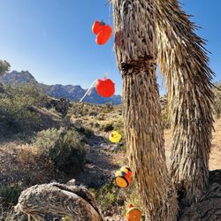 Rubber Duck Trail