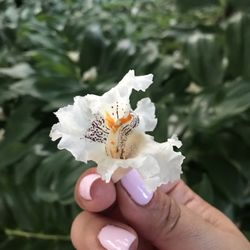 International Institute of Buffalo - These flowers were falling from the tree above at Eat the World party celebrating World Refugee Day...so pretty!!!