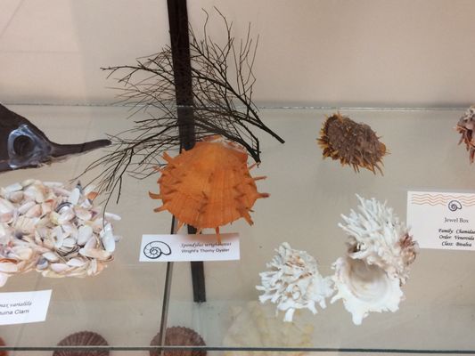 World Museum of Natural History by null