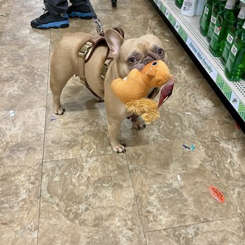 Dollar Tree - This cute little dog got to pick a toy and was walking all around the store with it.  Yay for Dollar Tree being dog friendly! - Discount Store Near Me - Pacifica, California