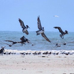 Beaufort Dolphin Adventures - Pelicans on the beach.