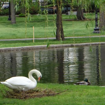 Boston Common - Parks Near Me - Boston, Massachusetts Boston Common - Parks Near Me - Boston, Massachusetts