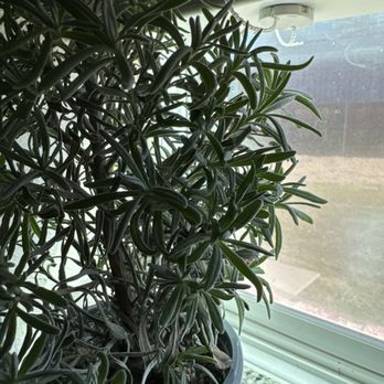 Famous In Oregon - Nurseries & Gardening Near Me - Prosper, Texas