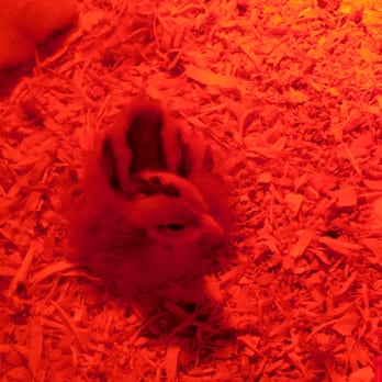 Murray McMurray Hatchery - Naked Neck Chicken (Turken) from Murray McMurray Hatchery. My children call it the chipmunk chick. 6-10-2014 - Livestock Feed & Supply Near Me - Webster City, Iowa