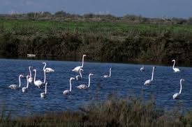 Reserva Natural do Estuário do Tejo