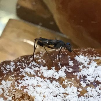 Tous Les Jours - The bug sticks with its bread in the store and I was suddenly shocked.. - Desserts Near Me - Flushing, New York Tous Les Jours - The bug sticks with its bread in the store and I was suddenly shocked.. - Desserts Near Me - Flushing, New York