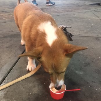 Mad Myrtle's Ice Creamery - Wally enjoying the vanilla ice cream - Ice Cream & Frozen Yogurt Near Me - Myrtle Beach, South Carolina Mad Myrtle's Ice Creamery - Wally enjoying the vanilla ice cream - Ice Cream & Frozen Yogurt Near Me - Myrtle Beach, South Carolina