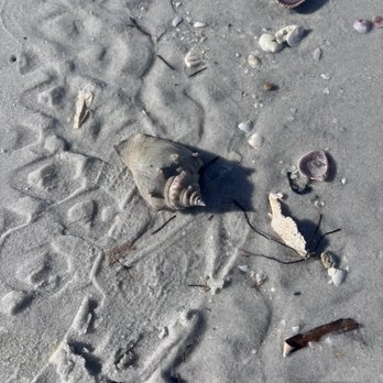 Caladesi Island State Park - Parks Near Me - Dunedin, Florida