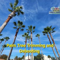 3 Seasons Lawn & Landscape - We offer palm tree trimming and debooting at 3 Seasons Lawn & Landscape.