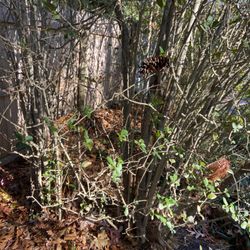 Augusta Lawn Care Services - bushes
