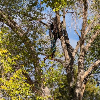 Bear Mountain Arborist - Tree Services Near Me Bear Mountain Arborist - Tree Services Near Me