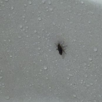 Rockport Apartments - They have roaches and bed bugs infested especially building 14 so disgusting. - Apartments Near Me - Cleveland, Ohio Rockport Apartments - They have roaches and bed bugs infested especially building 14 so disgusting. - Apartments Near Me - Cleveland, Ohio