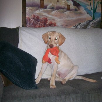Kelly's Surigcal Unit - Veterinarians Near Me - Phoenix, Arizona