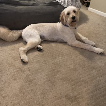 Urban Wag Pet Spa Arizona - Pet Groomers Near Me - Phoenix, Arizona Urban Wag Pet Spa Arizona - Pet Groomers Near Me - Phoenix, Arizona