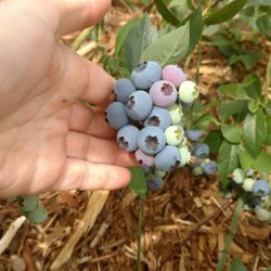 Olalla U-Pick Blueberry Farm