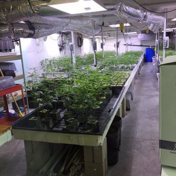 GreenTours - Cannabis Tours Near Me GreenTours - Cannabis Tours Near Me