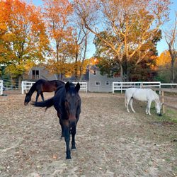 Equi Evolution - Action is coming to say hello