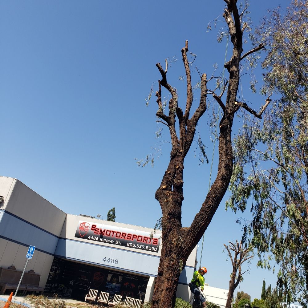 Navarro Tree Service - tree service in Los Angeles, CA