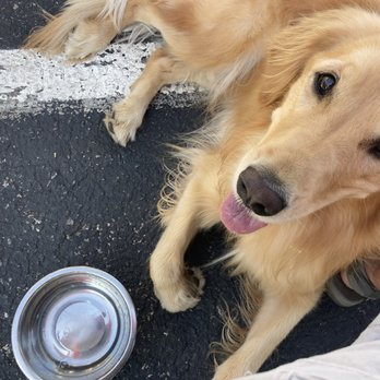 Lil Black Bear Cafe - Dog friendly - Sandwiches Near Me - Pigeon Forge, Tennessee Lil Black Bear Cafe - Dog friendly - Sandwiches Near Me - Pigeon Forge, Tennessee