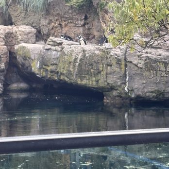 New York Aquarium - Penguins - Zoos Near Me - Brooklyn, New York New York Aquarium - Penguins - Zoos Near Me - Brooklyn, New York