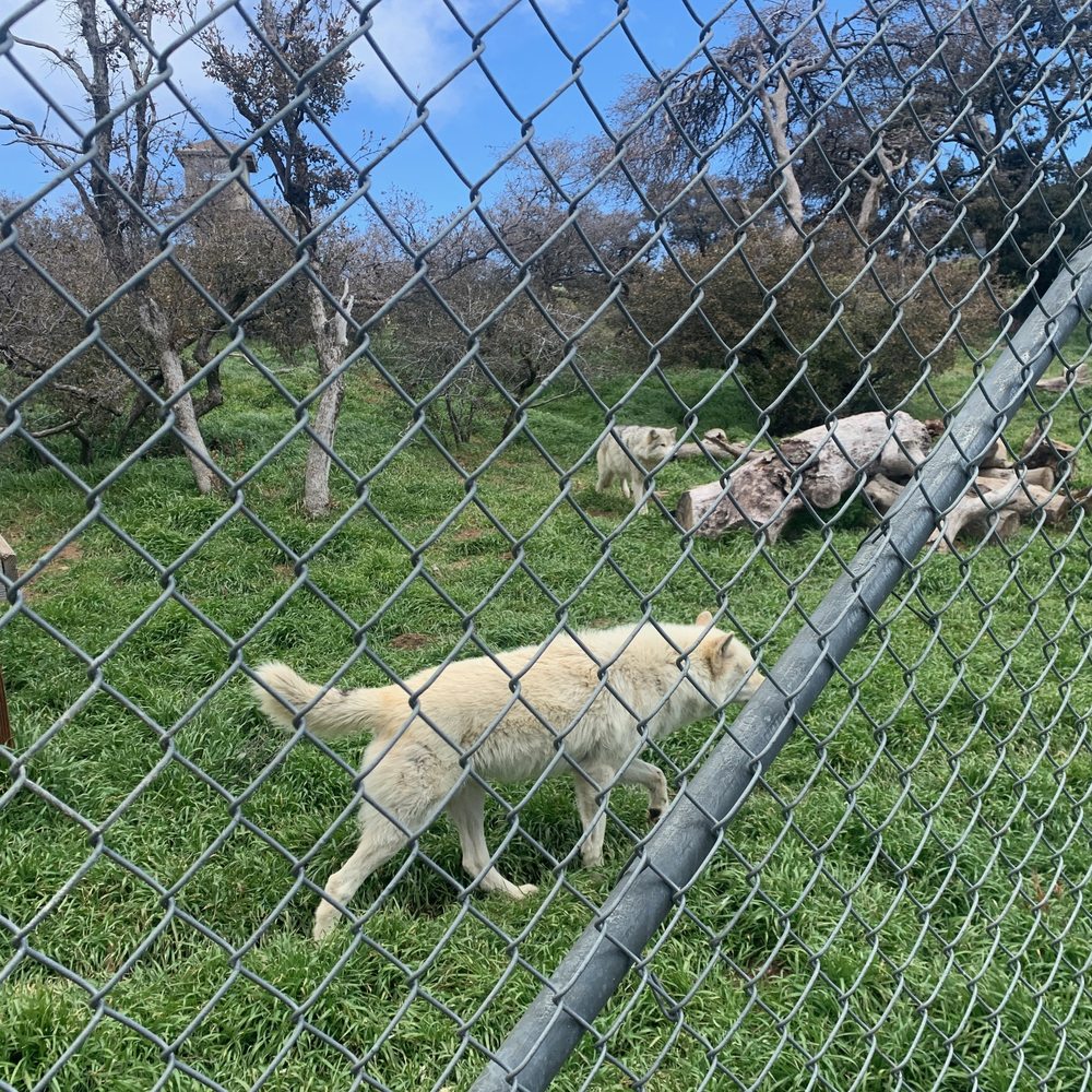 California Wolf Center - Zoos Near Me - Julian, California California Wolf Center - Zoos Near Me - Julian, California