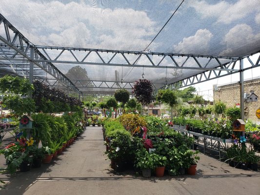 Green's Produce and Plants by null