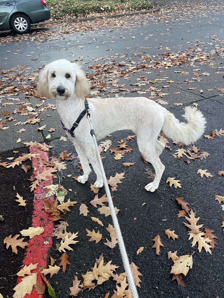 WIGGLES & WAGS GROOMING 25 Photos & 73 Reviews 6141 S Macadam Ave