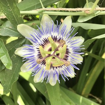 Memphis Botanic Garden - Blue Passion flower. Wonderful aroma. - Botanical Gardens Near Me - Memphis, Tennessee