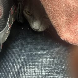 Southwest Animal Emergency Clinic