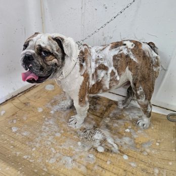 Happy Pet Grooming - Pet Groomers Near Me - Anaheim, California