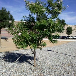 Tree planted in my mom's memory in front of the Loma Colorado Library Tree planted in my mom's memory in front of the Loma Colorado Library
