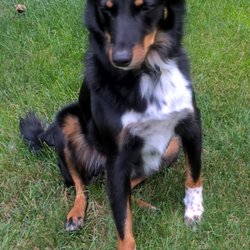 Wyomissing Animal Hospital