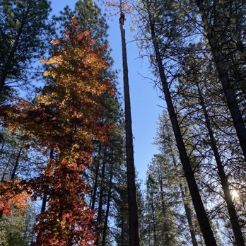 Sawyer Tree Management - Beetle kill tree removal - Tree Services Near Me - Sonora, California