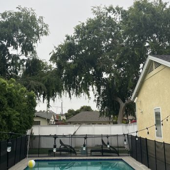 Discount Tree Care Arborist - Before - Tree Services Near Me - Long Beach, California