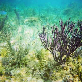 Sail Fish Scuba - Scuba Diving Near Me - Key Largo, Florida