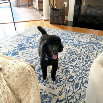 Posey Pups - Mini poodle - Pet Groomers Near Me - Fairfax, Virginia Posey Pups - Mini poodle - Pet Groomers Near Me - Fairfax, Virginia